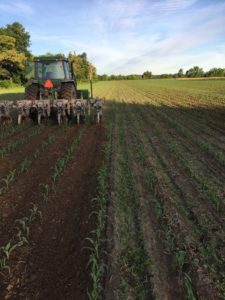 This shows where weeds were killed by earlier flaming around the row. The cultivator easily knocks out the weeds in the row middles here in this first cultivation 