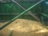 Organic Corn in Combine Bin