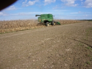 Combine Harvesting Organic Corn