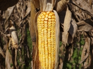 Ear of Organic Corn on the Plant