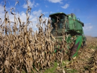 Combine Harvesting Organic Corn