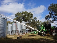 Organic Corn from Combine to Bin